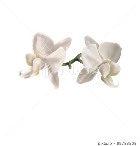 watercolor white orchid. Phalaenopsis is a realistic tropical flower. isolated illustration watercolor white orchid. Phalaenopsis is a realistic tropical flower. isolated illustration 89783808