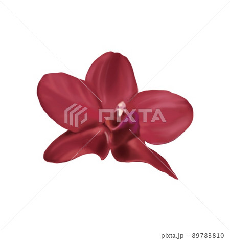 watercolor red orchid. Phalaenopsis is a realistic tropical flower. isolated illustration watercolor red orchid. Phalaenopsis is a realistic tropical flower. isolated illustration 89783810