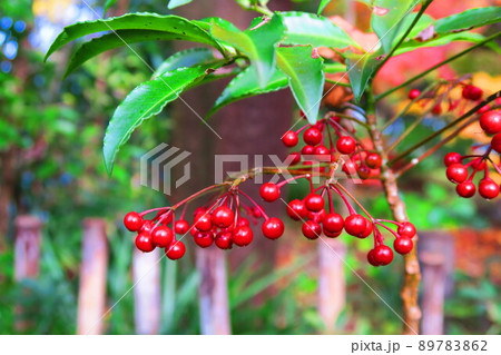 マンリョウの赤い実がある風景 89783862
