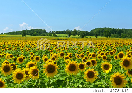 夏の北海道　北竜町のひまわり畑 89784812