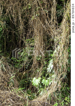 枯れたツル性植物の間に常緑樹と新芽 枯れたツル性植物の間に常緑樹と新芽 89784834