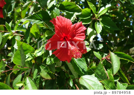 沖縄で撮影したハイビスカス 沖縄で撮影したハイビスカス 89784958