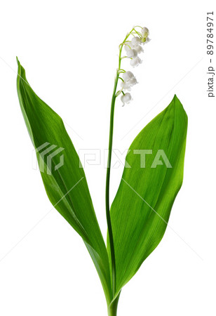 Lily of the valley isolated on white background. Convallaria flowers and leaves. 89784971