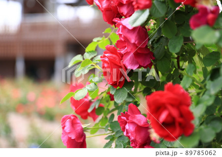 咲き香る薔薇の花 咲き香る薔薇の花 89785062