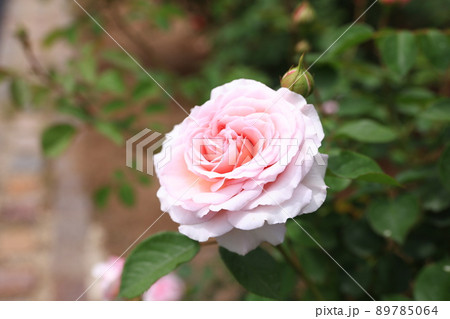 咲き香る薔薇の花 89785064