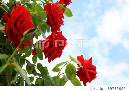 咲き香る薔薇の花 咲き香る薔薇の花 89785065