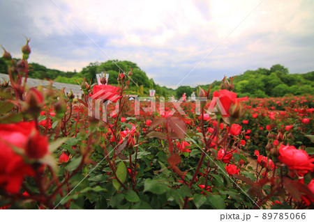 咲き香る薔薇の花 咲き香る薔薇の花 89785066