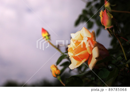 咲き香る薔薇の花 咲き香る薔薇の花 89785068