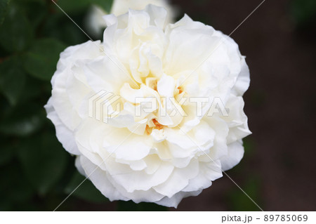 咲き香る薔薇の花 咲き香る薔薇の花 89785069