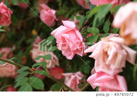 咲き香る薔薇の花 咲き香る薔薇の花 89785072