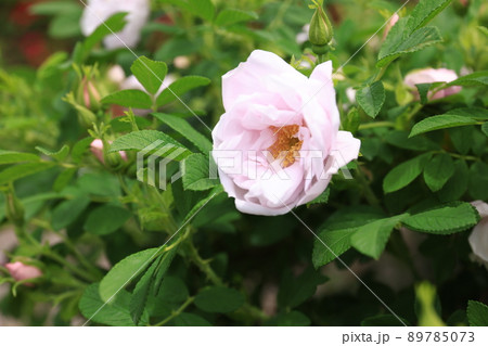 咲き香る薔薇の花 咲き香る薔薇の花 89785073
