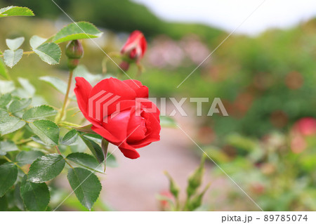 咲き香る薔薇の花 89785074
