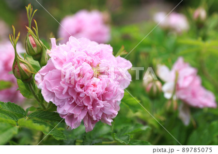 咲き香る薔薇の花 89785075