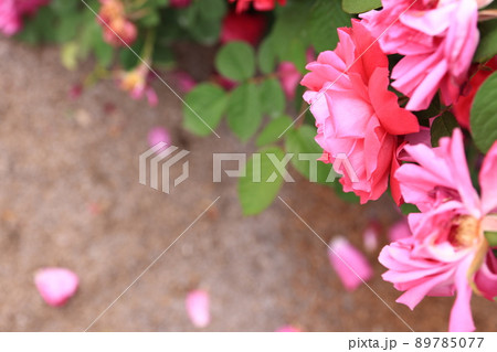 咲き香る薔薇の花 89785077