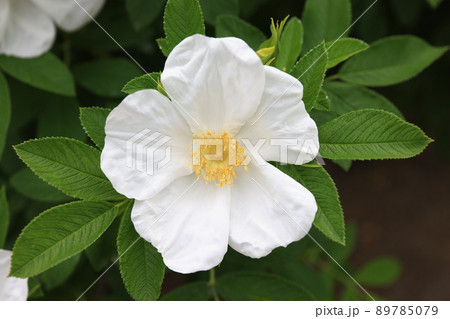 咲き香る薔薇の花 89785079