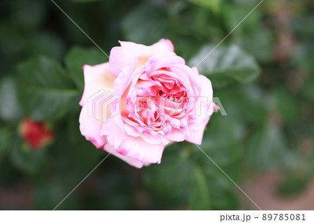 咲き香る薔薇の花 咲き香る薔薇の花 89785081