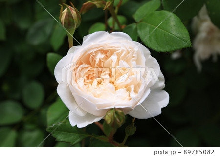 咲き香る薔薇の花 咲き香る薔薇の花 89785082