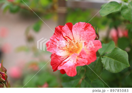 咲き香る薔薇の花 89785083