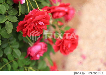 咲き香る薔薇の花 89785084