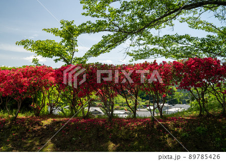 ツツジの風景 89785426