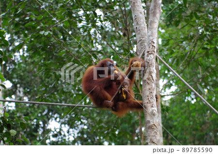 マレーシア ボルネオ島 サラワク州クチン セメンゴ・ワイルドライフ・リハビリセンターのオランウータン マレーシア ボルネオ島 サラワク州クチン セメンゴ・ワイルドライフ・リハビリセンターのオランウータン 89785590