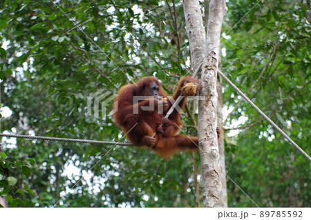 マレーシア　ボルネオ島　サラワク州クチン　セメンゴ・ワイルドライフ・リハビリセンターのオランウータン 89785592