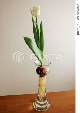 チューリップの水栽培　　　　◦。。。Hydroponics of tulips  ○◦。。。 89785802