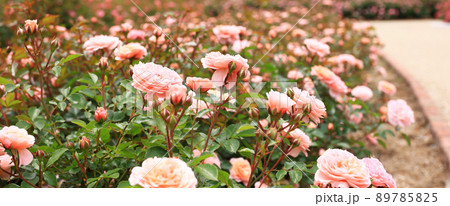 薔薇の香るバラ園 薔薇の香るバラ園 89785825