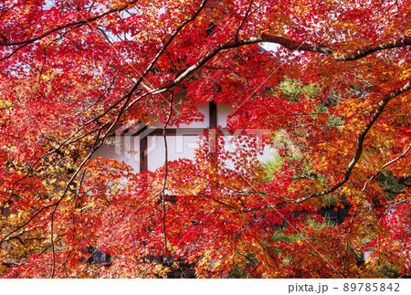 京都常寂光寺　京都の紅葉名所　京都の観光スポット　京都嵐山嵯峨野 89785842