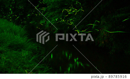 ホタルの光が乱舞する 鳥川ホタルの里 89785916