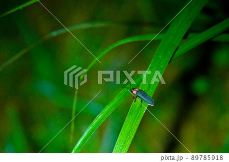 ホタルの光が乱舞する 鳥川ホタルの里 89785918