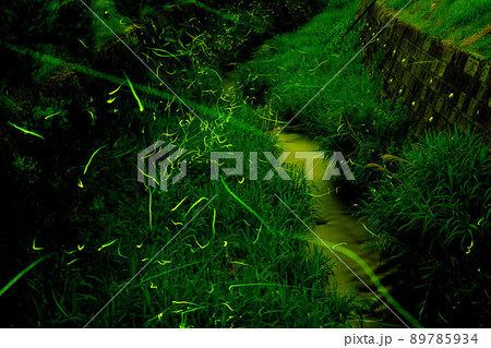 ホタルの光が乱舞する 鳥川ホタルの里 ホタルの光が乱舞する 鳥川ホタルの里 89785934