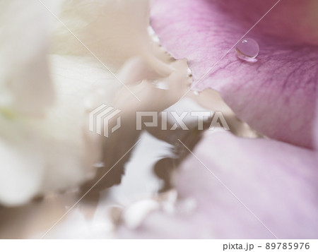 水盆に浮く白と紫のバラの花びらの上の水滴 89785976