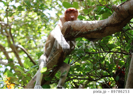 マレーシア　ボルネオ島　サラワク州クチン　バコ国立公園のテングザル 89786253