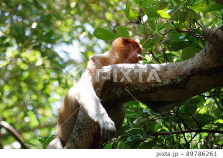マレーシア　ボルネオ島　サラワク州クチン　バコ国立公園のテングザル 89786261