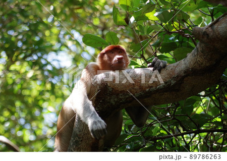 マレーシア　ボルネオ島　サラワク州クチン　バコ国立公園のテングザル 89786263