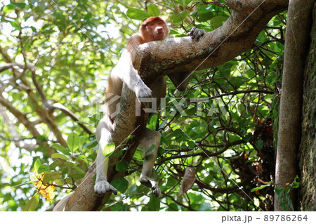 マレーシア　ボルネオ島　サラワク州クチン　バコ国立公園のテングザル 89786264