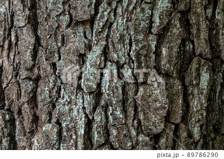 Detail of tree bark. Alder tree, Alnus glutinosa. Natural texture 89786290