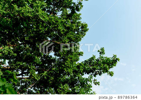 Spring blooms of nature, green young leaves of a tree against a blue sunny sky 89786364