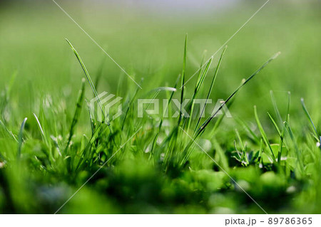 Fresh spring lawn green grass growing in a meadow 89786365