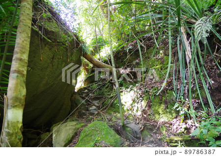 マレーシア ボルネオ島 サラワク州クチンのバコ国立公園 マレーシア ボルネオ島 サラワク州クチンのバコ国立公園 89786387