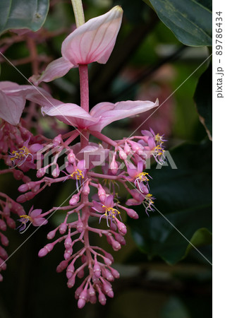 Medinilla Magnifica Flower 89786434