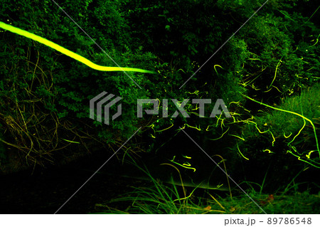 ホタルの光が乱舞する 鳥川ホタルの里 ホタルの光が乱舞する 鳥川ホタルの里 89786548