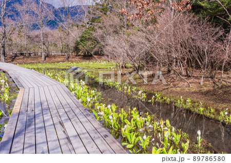 （神奈川県）箱根湿生花園のミズバショウ 89786580