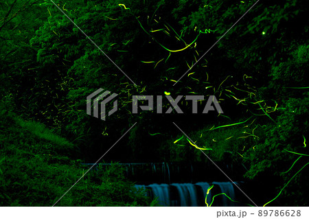 ホタルの光が乱舞する 鳥川ホタルの里 ホタルの光が乱舞する 鳥川ホタルの里 89786628