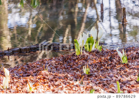 (神奈川県)箱根湿生花園のミズバショウ (神奈川県)箱根湿生花園のミズバショウ 89786629