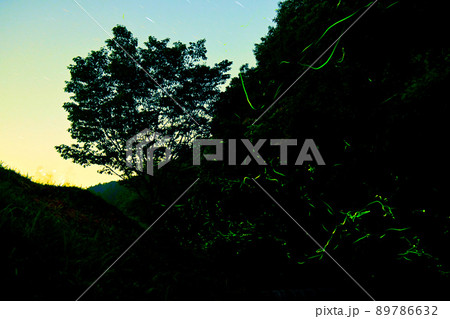 ホタルの光が乱舞する 鳥川ホタルの里 89786632