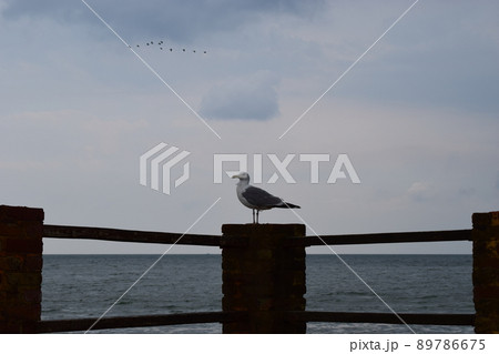 One seagull sits on a old sea pier. One seagull sits on a old sea pier. 89786675