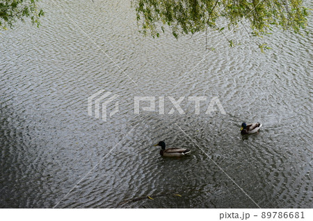 Two drakes swimming in a pond. Wild duck males in river water Two drakes swimming in a pond. Wild duck males in river water 89786681