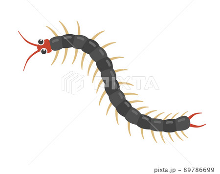 ムカデのイラスト 89786699